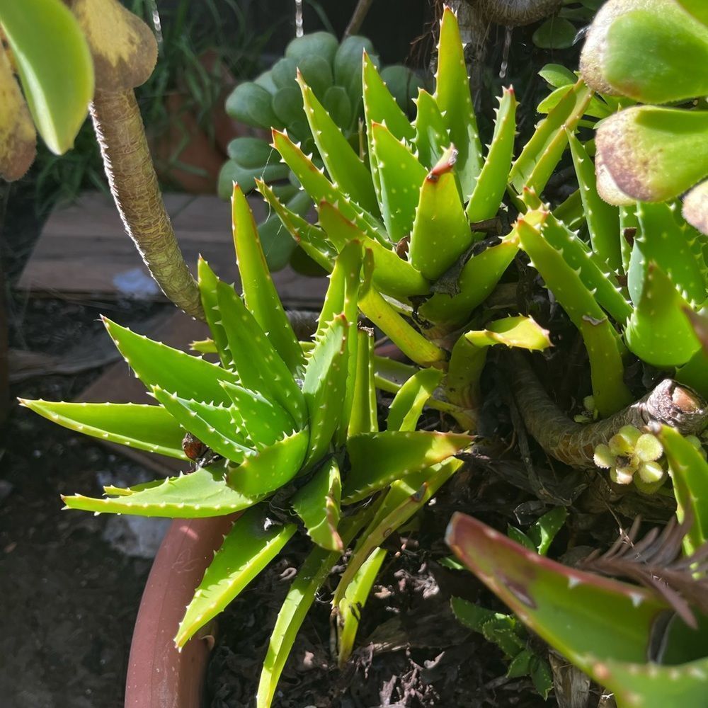 Aloe brevifolia.5lbs(including box)of Rooted and established aloe ready to plant
